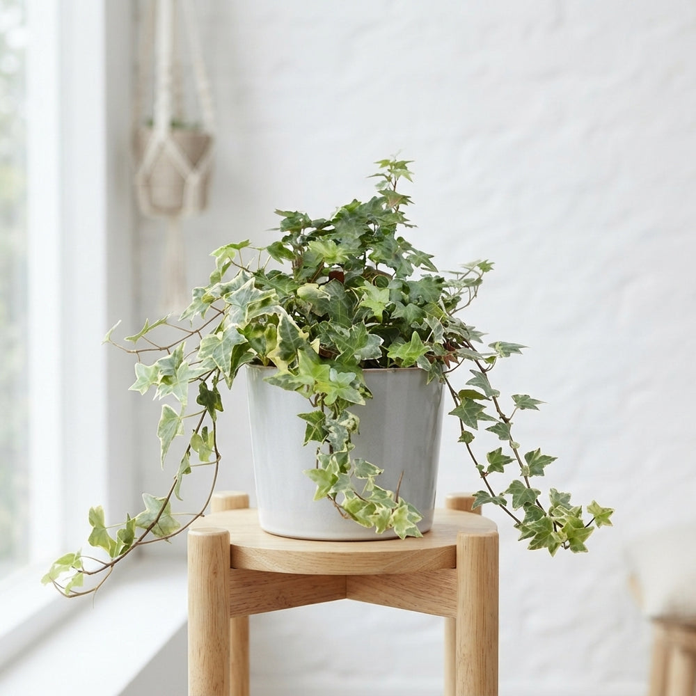Mixed Ivy (Hedera helix) – 13cm Pot