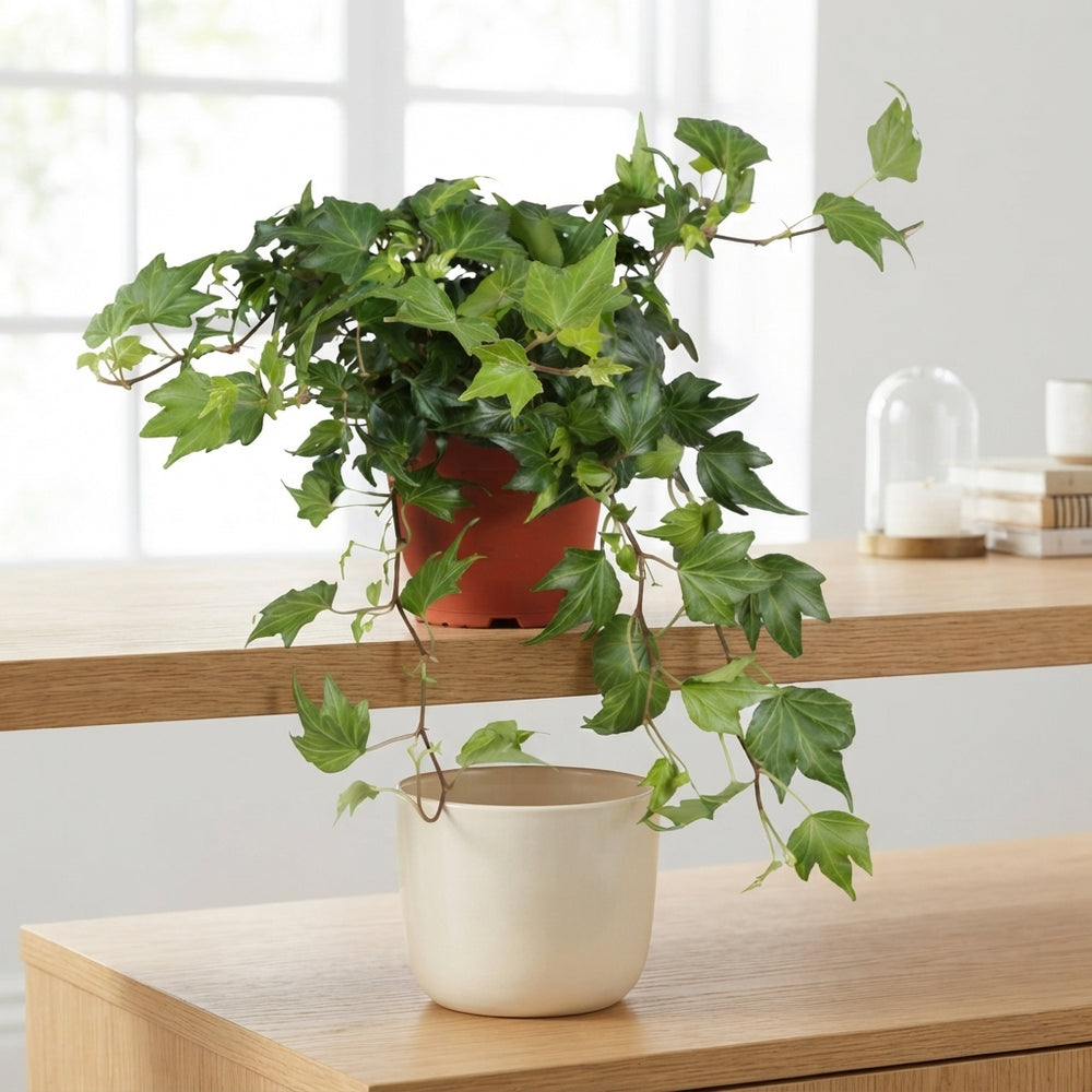 Green Ripple Ivy (Hedera helix) – 13cm Pot