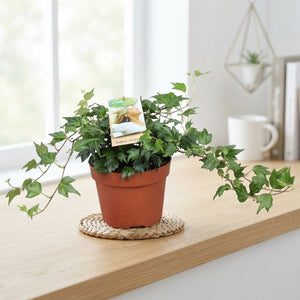 Hedera helix ‘Jessica’ Ivy – 13cm Pot