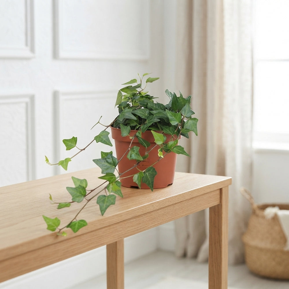 Lady Kay Ivy (Hedera helix) – 13cm Pot