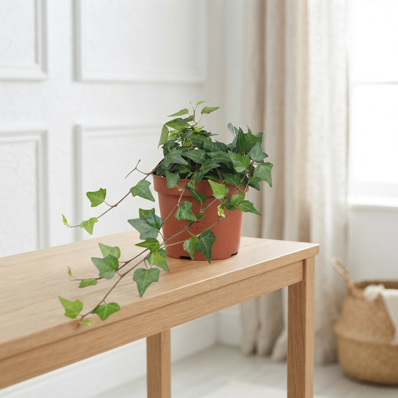 Lady Kay Ivy (Hedera helix) – 13cm Pot
