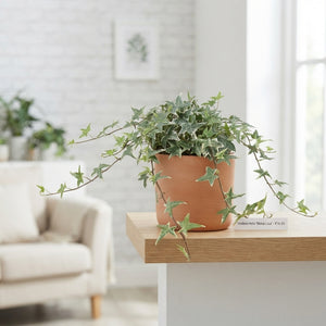 Hedera helix ‘Mona Lisa’ Ivy – 13cm Pot