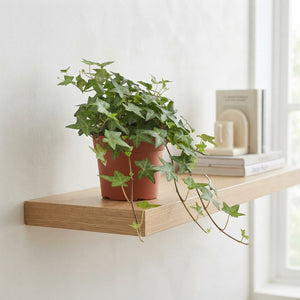 Green English Ivy (Hedera helix) – 13cm Pot