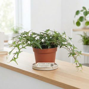 Green Arrowhead Ivy (Hedera helix) – 13cm Pot