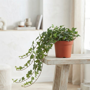 Shamrock Ivy (Hedera helix) – 13cm Pot
