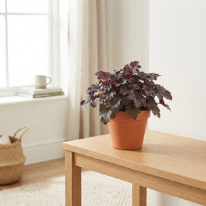 Heuchera ‘Palace Purple’ – 13cm Pot