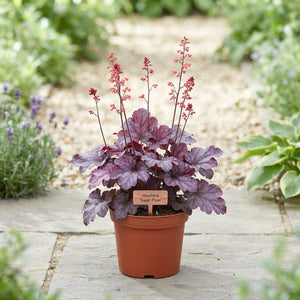 Heuchera ‘Sugar Plum’ – 13cm Pot