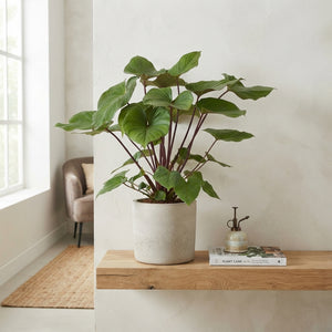 Homalomena ‘Ru Maggy’ – 24cm Pot, Approx. 90cm