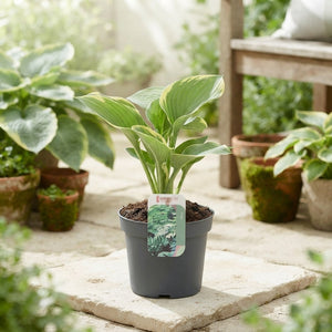 Mixed Hosta Plants – 13cm Pot