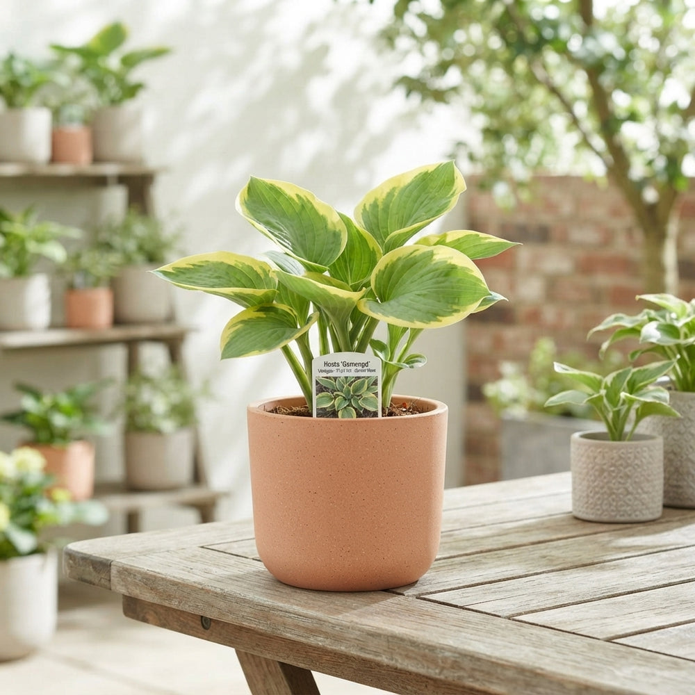 Mixed Hosta Plants – 17cm Pot