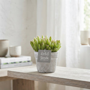Dragon Fruit Cactus (Hylocereus undatus) – 11cm Whitewash Pot