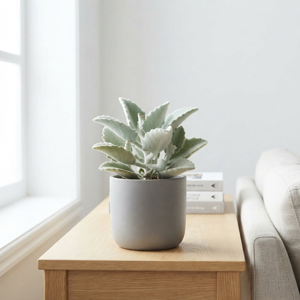 Felt Bush Kalanchoe (Kalanchoe beharensis) – 12cm Pot