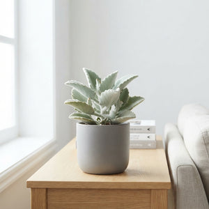 Felt Bush Kalanchoe (Kalanchoe beharensis) – 12cm Pot