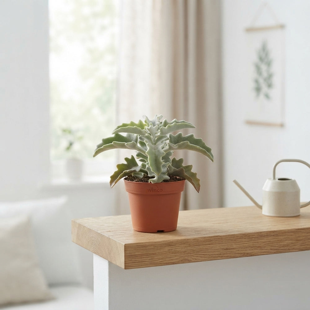 Kalanchoe ‘Maltese Cross’ – 8.5cm Pot