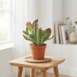 Kalanchoe Oricula – 8.5cm Pot