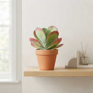 Kalanchoe thyrsiflora Paddle Plant – 17cm Pot