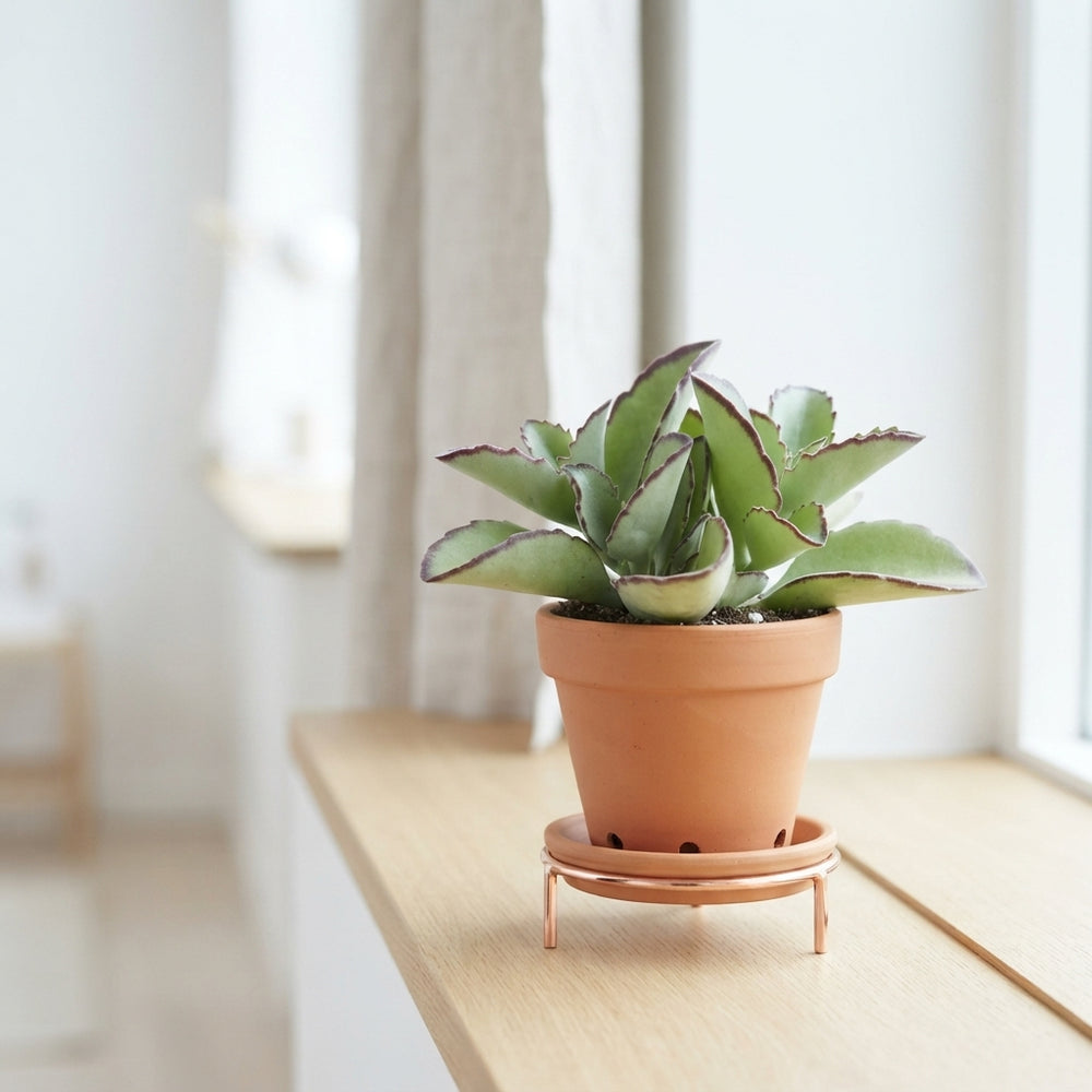 Kalanchoe tomentosa synsepala – 8.5cm Pot