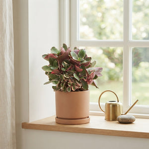 Variegated Kalanchoe ‘Multicolor’ – 17cm Pot