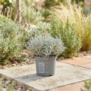Cushion Bush (Leucophyta brownii) – 10.5cm Pot