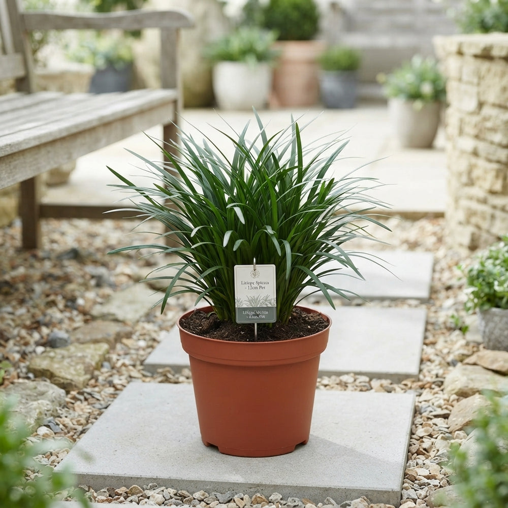 Lilyturf (Liriope spicata) – 12cm Pot