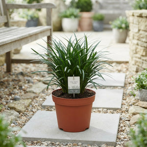Lilyturf (Liriope spicata) – 12cm Pot