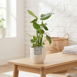 Swiss Cheese Plant (Monstera deliciosa) – 13cm Ceramic Pot