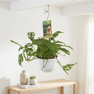 Monstera obliqua – 17cm Pot, Approx. 40cm