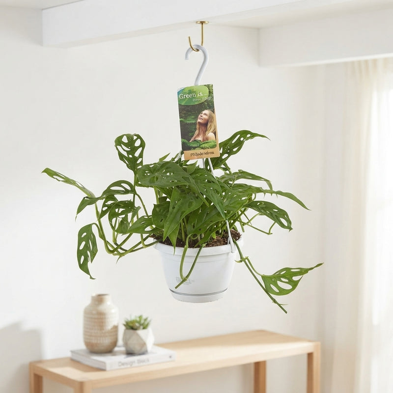 Monstera obliqua – 17cm Pot, Approx. 40cm