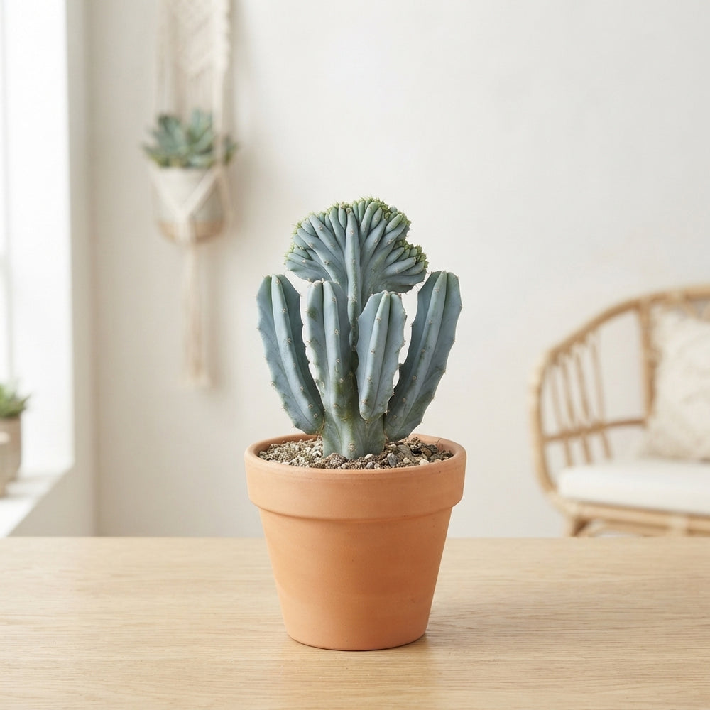 Crested Blue Candle Cactus (Myrtillocactus geometrizans f. cristata) – 12cm Pot