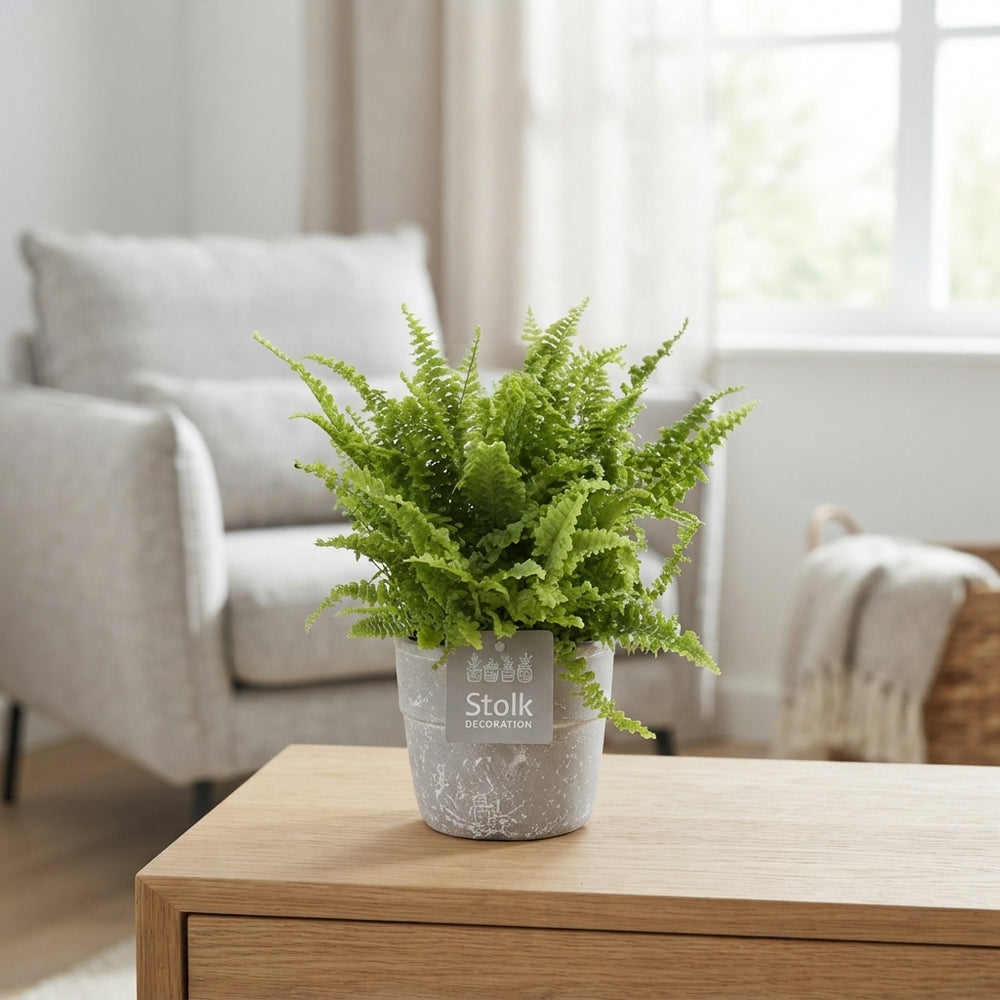 Boston Fern (Nephrolepis exaltata) – 13cm Stone-Effect Pot