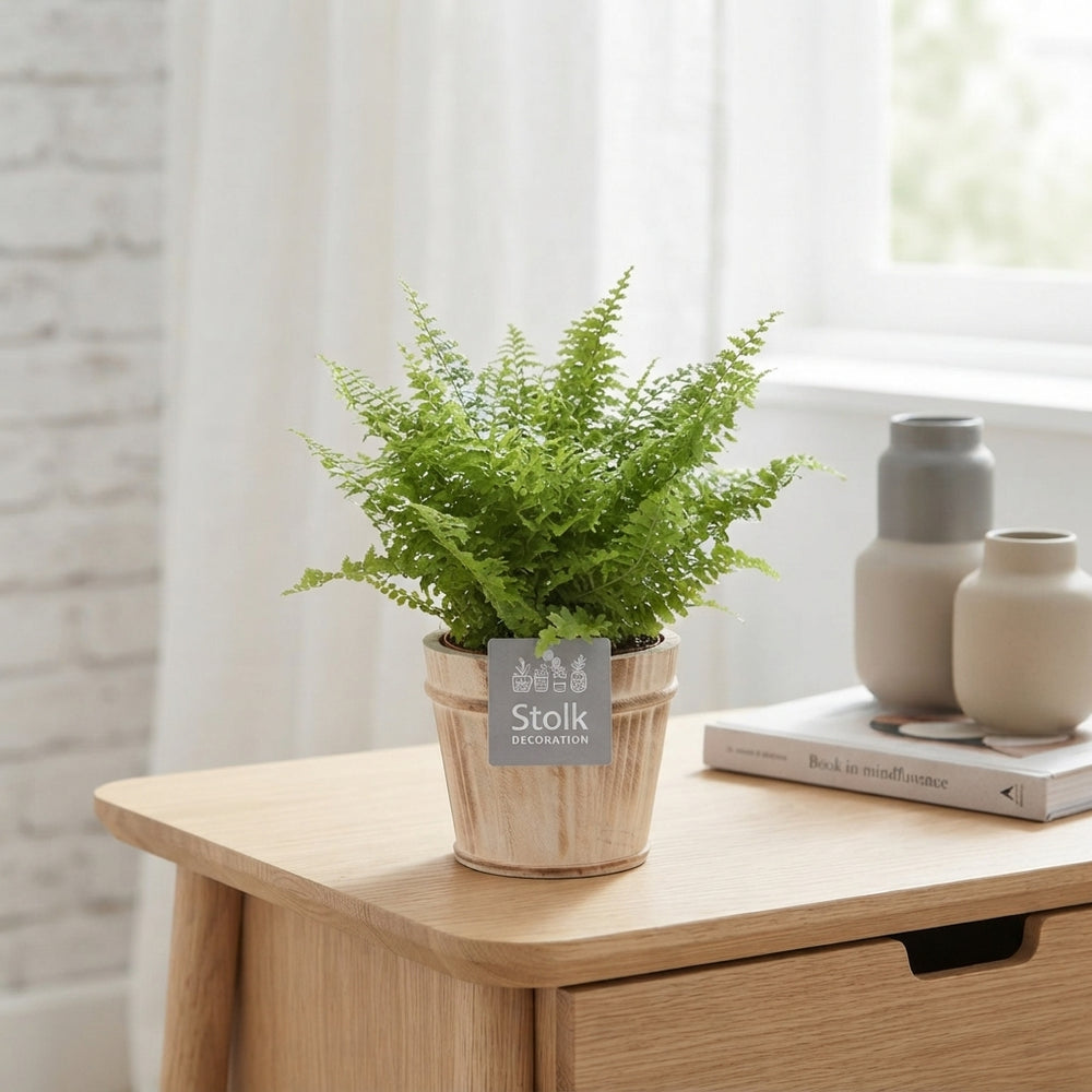 Boston Fern (Nephrolepis exaltata) – 13cm Pot