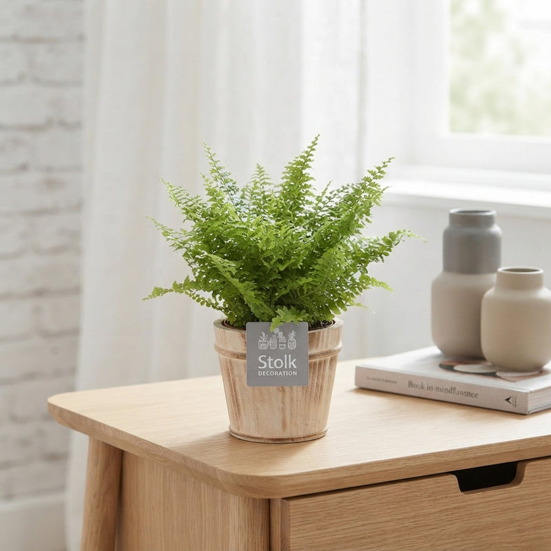 Boston Fern (Nephrolepis exaltata) – 13cm Pot