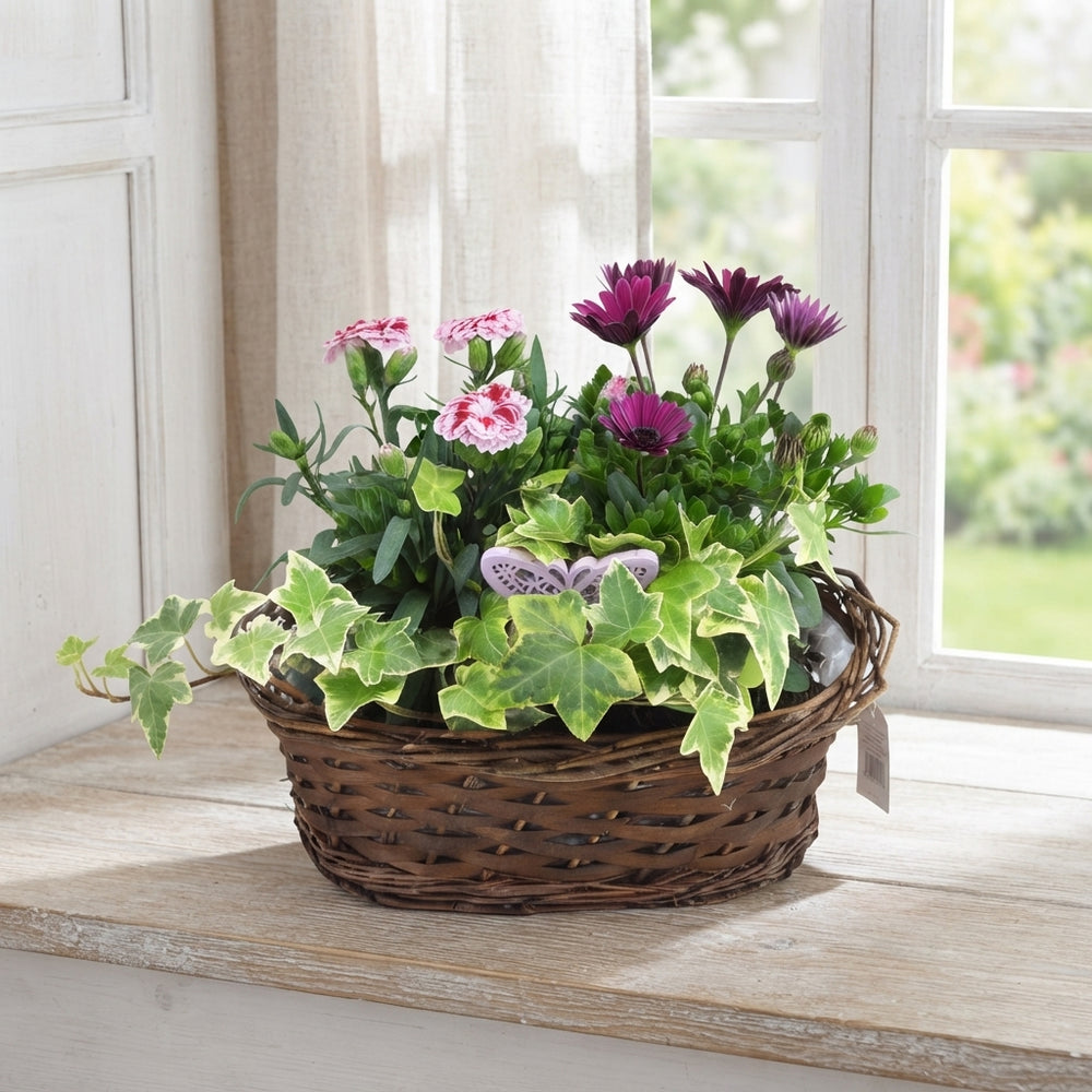 Oval Wicker Plant Arrangement – 25cm Pot