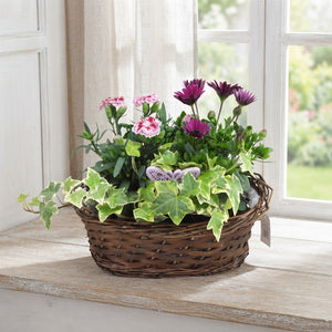 Oval Wicker Plant Arrangement – 25cm Pot