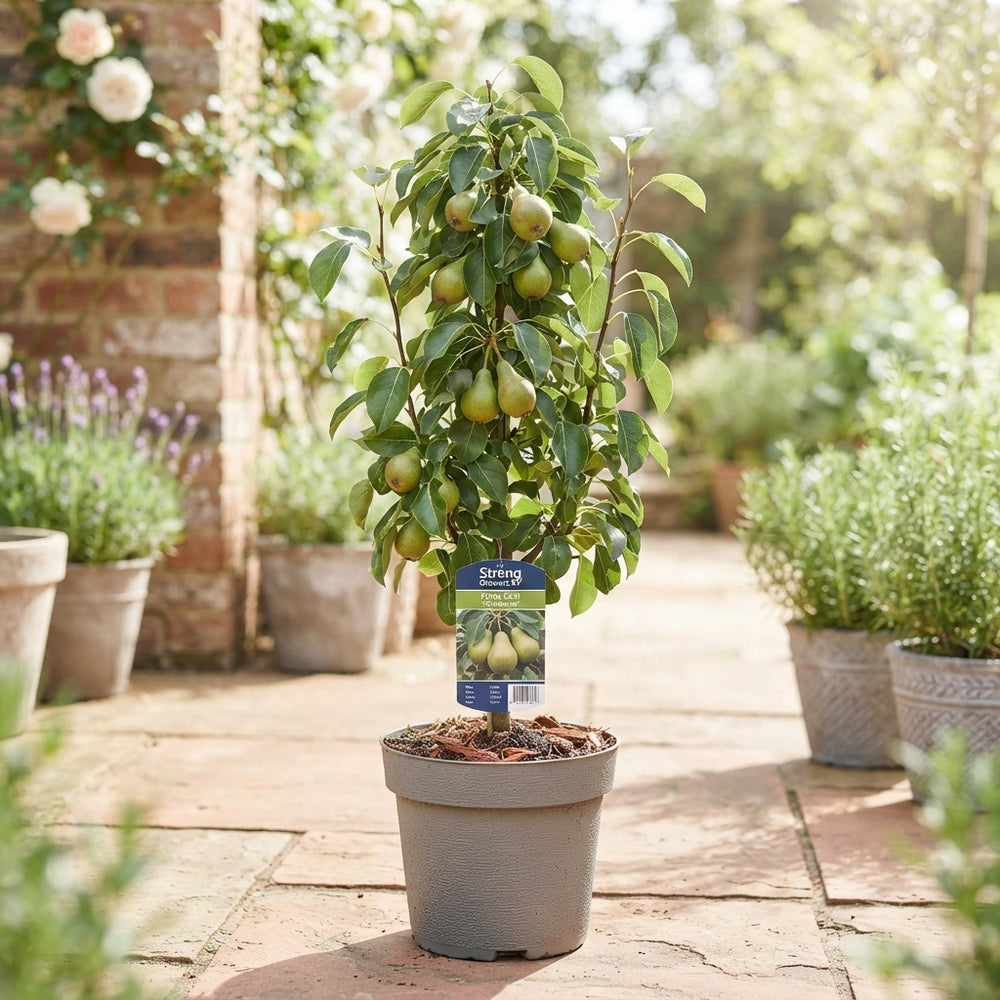 Conference Pear Patio Tree (Pyrus communis) – 23cm Pot