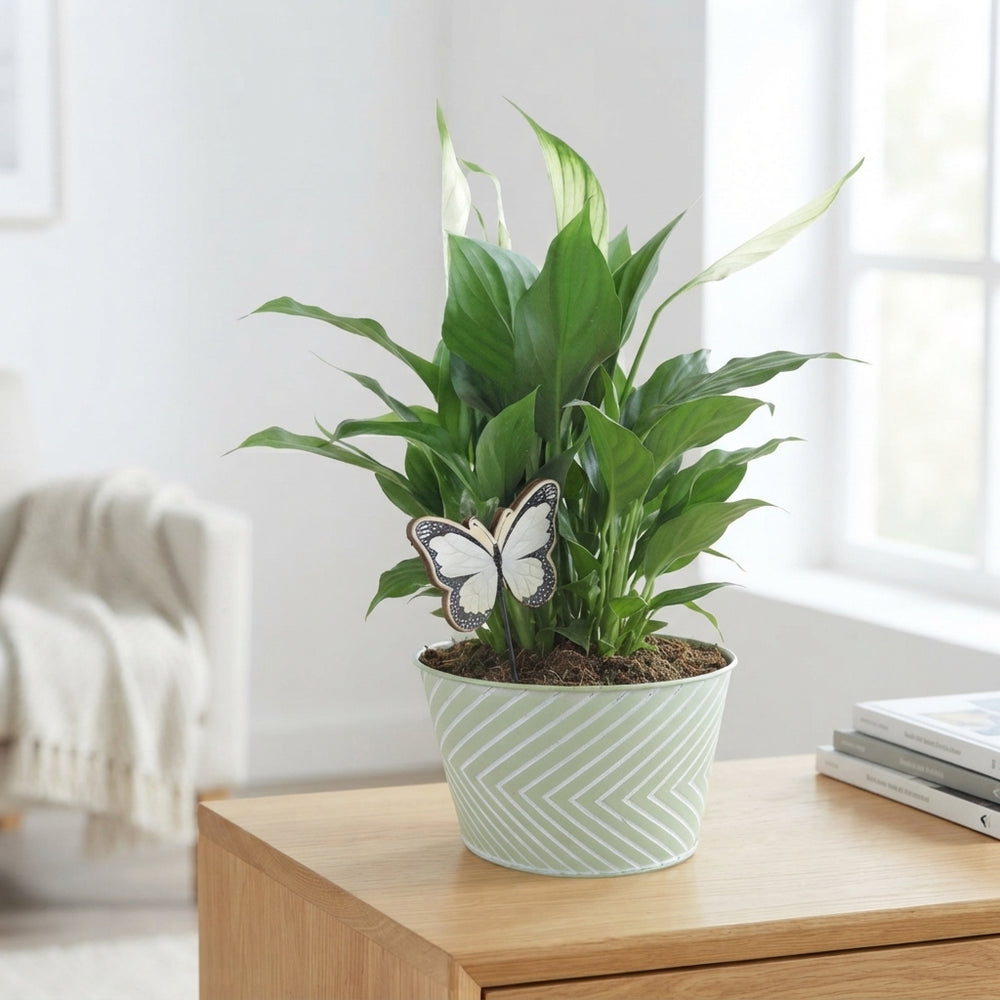 Zinc Round Plant Arrangement – 18cm Pot