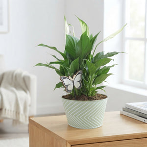 Zinc Round Plant Arrangement – 18cm Pot