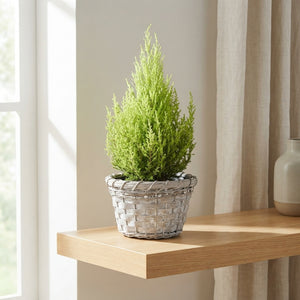 Mand Jakarta Plant Arrangement – 20cm Wicker Pot