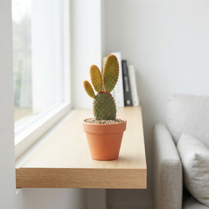Mixed Opuntia Cactus – 5.5cm Pot