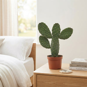 Opuntia Consolea Cactus – 12cm Pot, 25cm High
