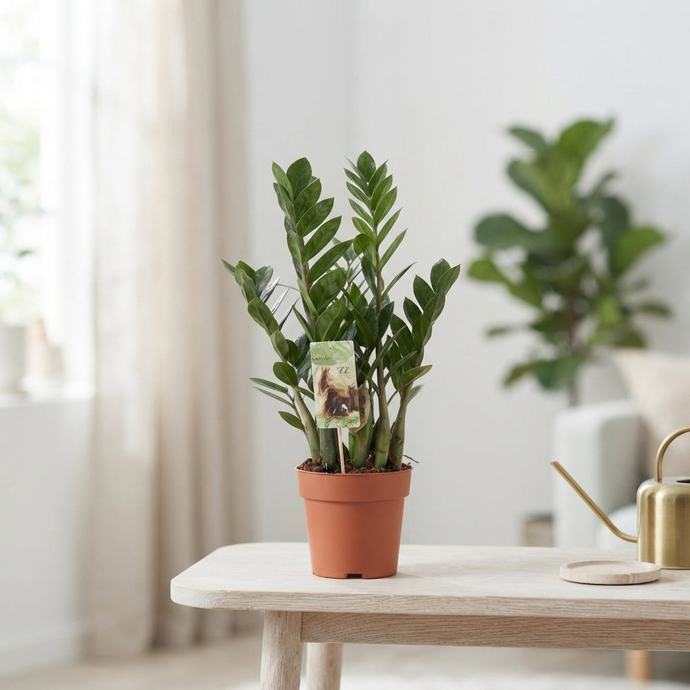 Mixed Green Houseplant – 17cm Pot, Approx. 50cm High