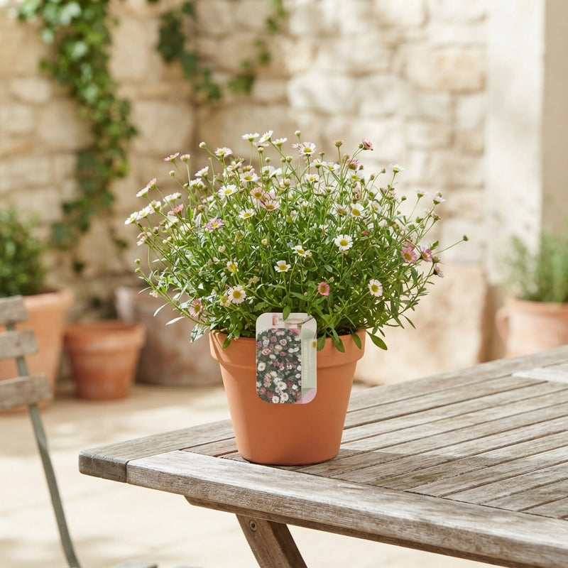Mixed Hardy Perennial Plant – 17cm Pot