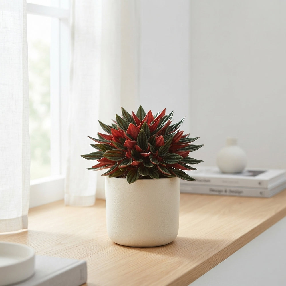 Red Ripple Peperomia (Peperomia caperata) – 12cm Pot