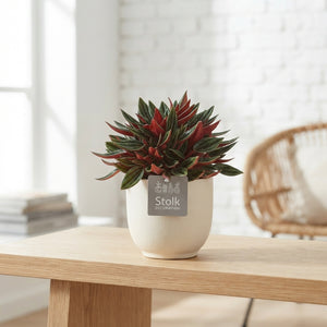 Red Ripple Peperomia (Peperomia caperata) – 13cm Pot