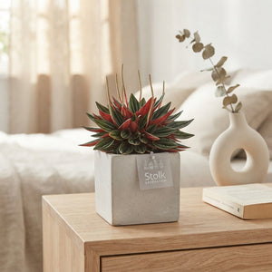 Red Peperomia Caperata – 11cm Stone-Effect Pot