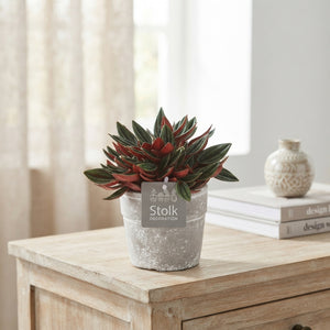 Red Peperomia caperata – 13cm Stone-Effect Pot