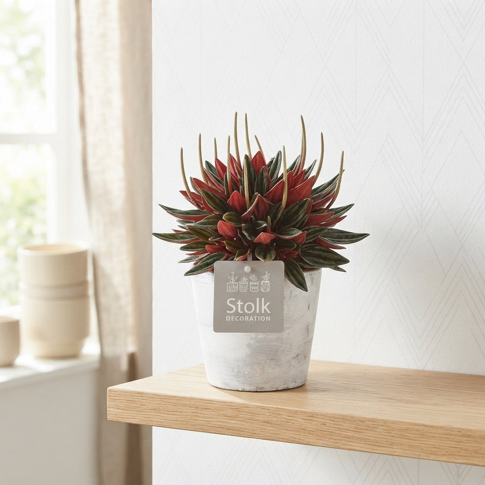 Red Peperomia caperata – White Wash Ceramic Pot, 11cm
