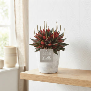 Red Peperomia caperata – White Wash Ceramic Pot, 11cm