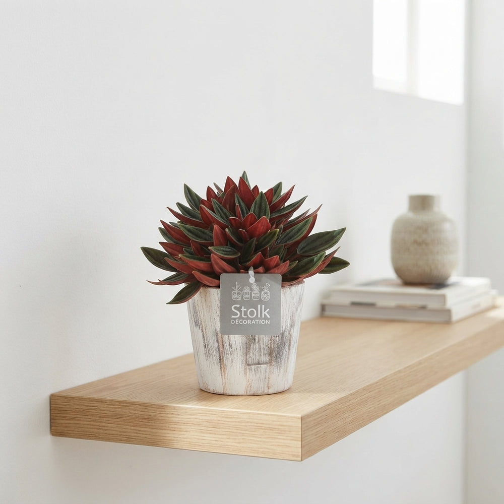 Red Ripple Peperomia (Peperomia caperata) – 13cm Pot
