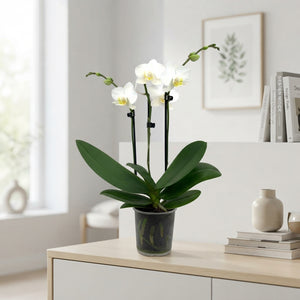 White Phalaenopsis Orchid ‘Princessa’ – 9cm Pot